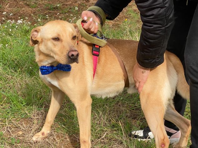 Tuono cucciolo di 2 anni taglia media - Foto 7