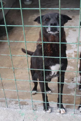DEA E ZEUS 14 ANNI taglia media - Foto 8
