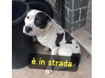 PITBULL MASCHIO IN STRADA