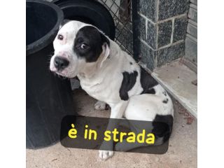 PITBULL MASCHIO IN STRADA