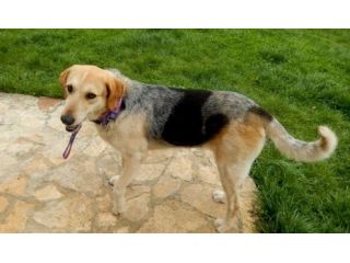 NOCE, bellissima cagnolina in pericolo