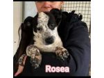 MAURA, VARCO, ROSEA, PEPPINO, CUCCIOLI IN ADOZIONE