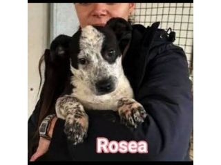 MAURA, VARCO, ROSEA, PEPPINO, CUCCIOLI IN ADOZIONE