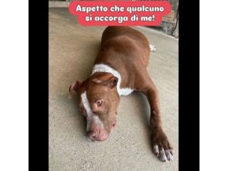ZOE NON CE LA FA' PIÙ CANE IN ADOZIONE