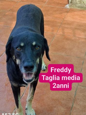 Cagnolini in adozione - Foto 5
