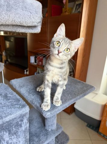 PRINCIPE - gattino di 3 mesi - Foto 5