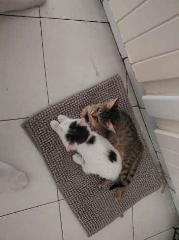 Regalo gattini - Foto 7