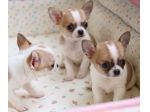 CHIHUAHUA CUCCIOLI BICOLORE TAGLIA TOY - pag agevolato