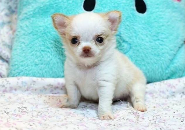 Chihuahua toy - bicolor