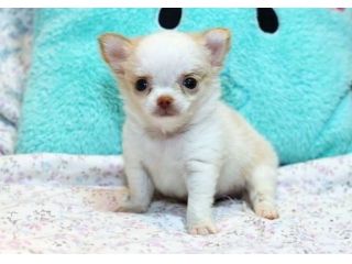 Chihuahua toy - bicolor