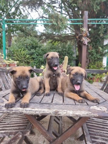 Cuccioli Allevamento Pastore Belga Malinois in Puglia Bari Lecce Taranto Foggia - Foto 9