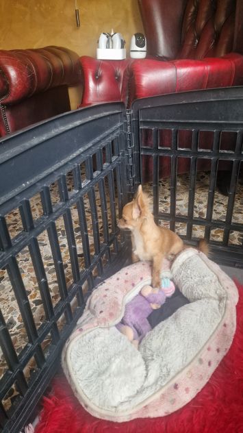 Cuccioli di chihuahua - Foto 5
