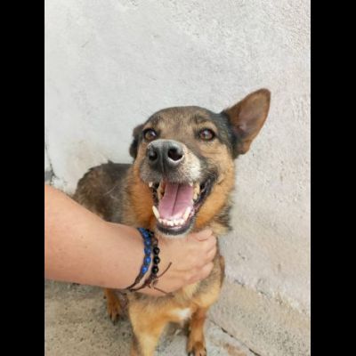 UN'OPPORTUNITA' PER QUESTE ANIME LOKY, DUCA, NELLO CANI IN ADOZIONE - Foto 5