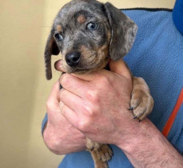 piccoli di bassotto cuccioli