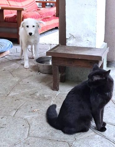 Ciao sono PIF, cucciolo col tartufo a forma di cuore - Foto 6