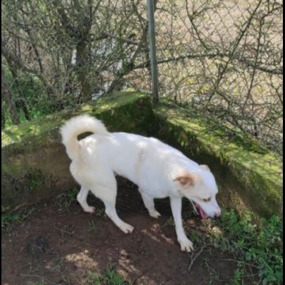 LIAM PACATO E AMOREVOLE; CAGNOLINO IN ADOZIONE - Foto 9