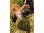 Anita cucciola di 1 anno e mezzo in adozione simil Sharpei