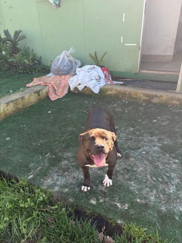 MILA - simil pitbull di 6 anni e mezzo - Foto 5