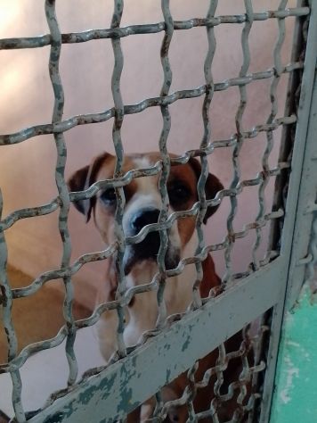 NADIR SIMIL BOXER SOCIEVOLE EDUCATO CANE IN ADOZIONE - Foto 5
