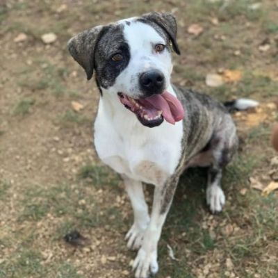 MAX CERCA ATTENZIONE, CHIEDE AMORE, CANE IN ADOZIONE TG MEDIA - Foto 2