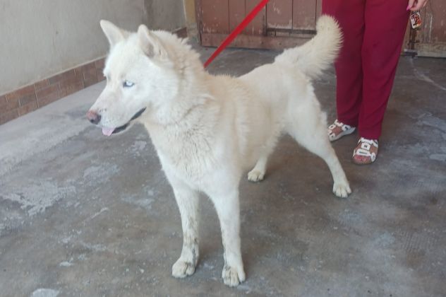 Zeus: giovane Siberian Husky socievole con tutti - Foto 9