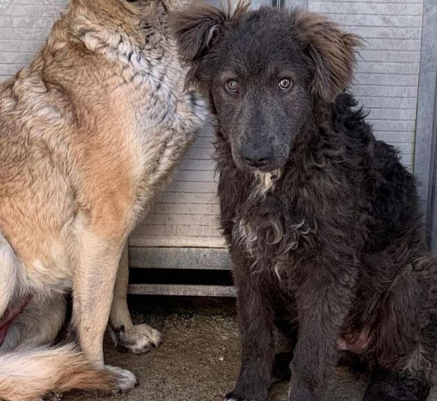 ZELDA E LAVINIA CANI IN ADOZIONE - Foto 7