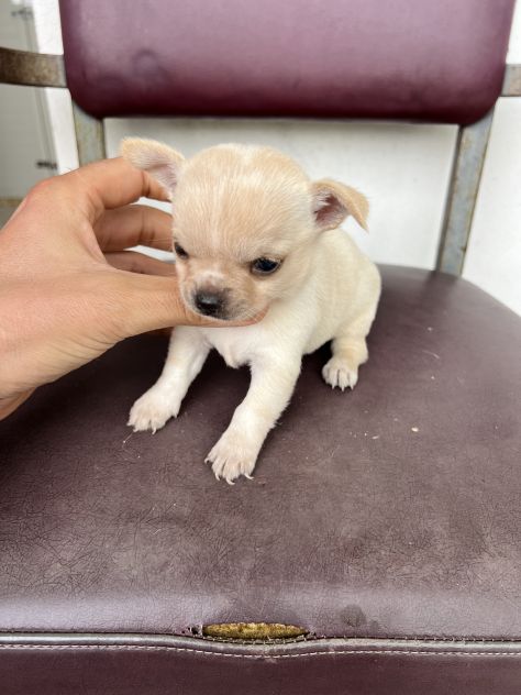 Chihuahua Toy Femmina - Foto 5