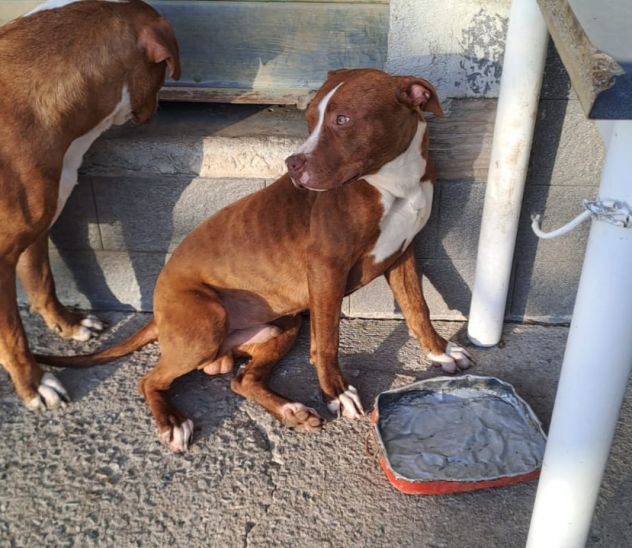 Pitbull splendido e buono 2anni.ultimo rimasto solo..CALABRIA SOS - Foto 4