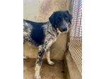 PROCOPIA, UN'OCCASIONE DI VITA, CAGNOLINA IN ADOZIONE