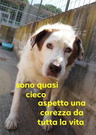 GIULIO nonnino dolcissimo! 35kg non vede da un occhio!SUD