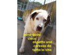 GIULIO nonnino dolcissimo! 35kg non vede da un occhio!SUD