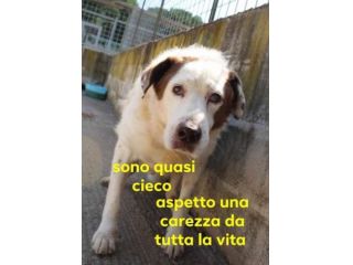 GIULIO nonnino dolcissimo! 35kg non vede da un occhio!SUD