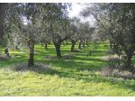 Agricolo in vendita a Cecina