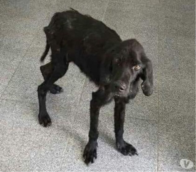 Mix Bracco nero salvato pelle ed ossa 5anni fa! ZERO RICHIESTE!Puglia - Foto 4