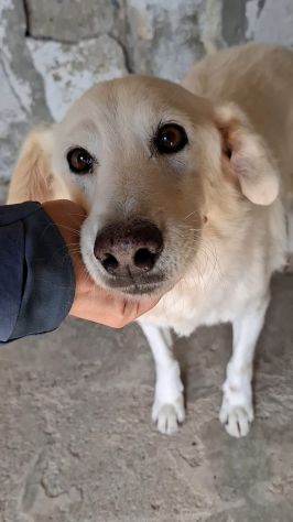 CECINO 14 ANNI 15 KG IN CANILE DA 14 ANNI - Foto 4