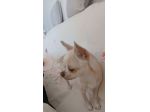 Chihuahua cerca cagnolina
