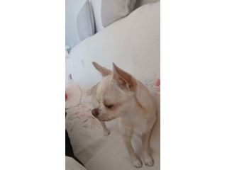 Chihuahua cerca cagnolina