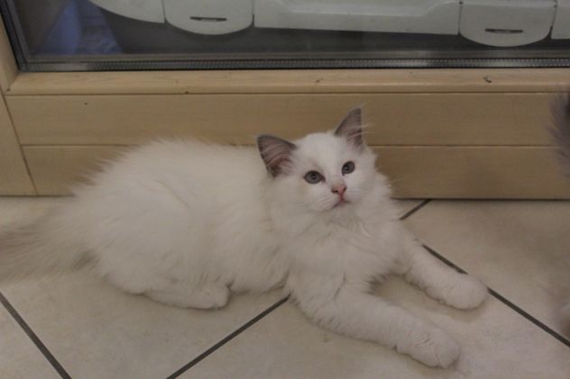 Ragdoll cuccioli - Foto 10