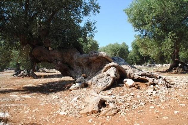 Masseria Poesia - Foto 11