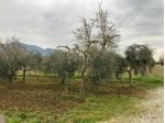 Terreno agricolo in vendita a San Lorenzo Alle Corti - Cascina 2000 mq  Rif &hellip;