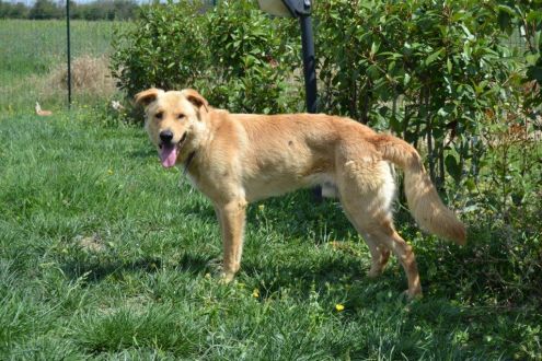 FLIX, splendido cucciolone che adora i bimbi - Foto 3