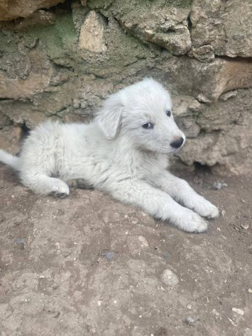 Beppe cucciolo - Foto 3