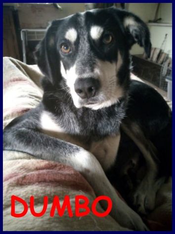 DUMBO sui 7anni aspetta ancora una famiglia!Buono anche coi gatti - Foto 4