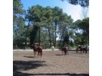 Agenzia Immobiliare Romea