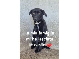 PENELOPE 2 ANNI 15/18 kg