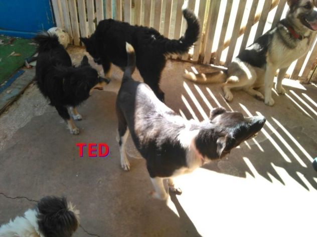 TED, cagnolino dalla dolcezza disarmante - Foto 2