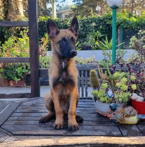Cucciolata Pastore Belga Malinois Puglia Basilicata Campania Calabria - Foto 4