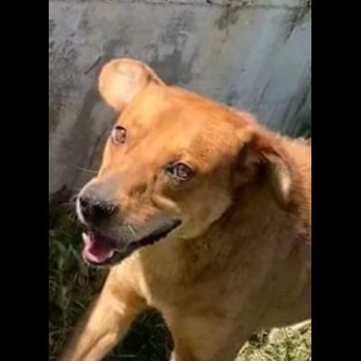 VICTOR TIMIDO E TRANQUILLO, CAGNOLINO IN ADOZIONE - Foto 6