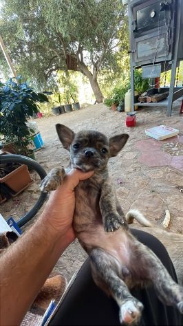 Cuccioli di Chihuahua 🐶 - Foto 7