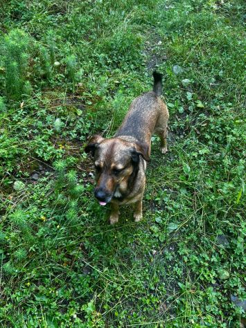 Lola: socievole, equilibrata, affettuosa - Foto 4